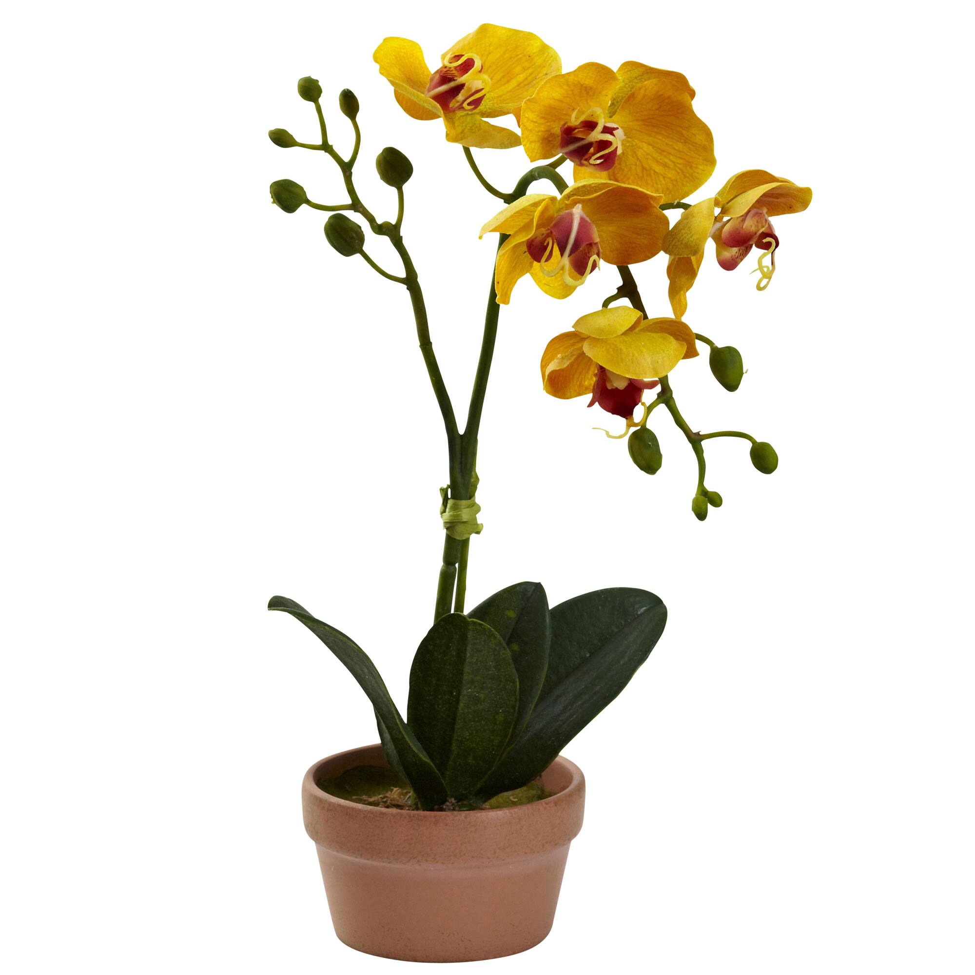 13" Orchid with Clay Vase, 4ct.